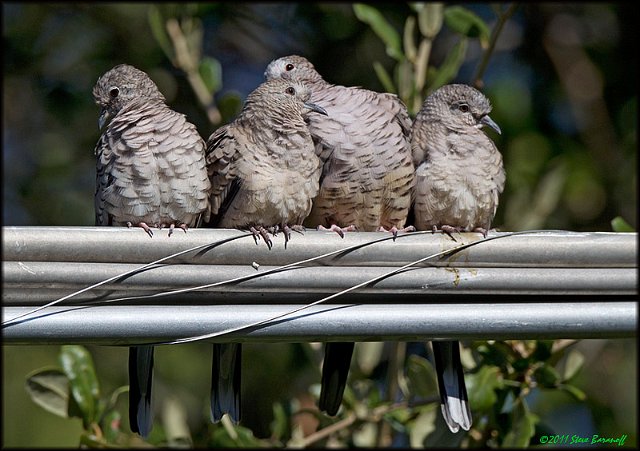 _1SB1047 inca doves.jpg